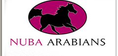 Nuba Arabians