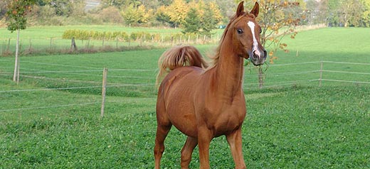 Nuba Arabians