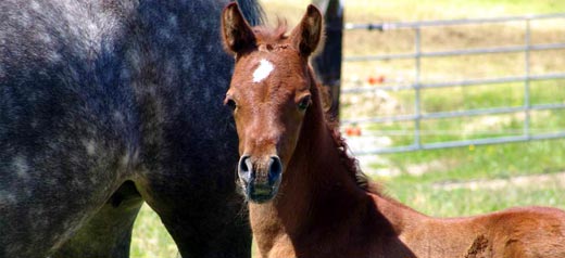 Nuba Arabians