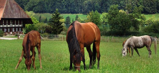 Nuba Arabians