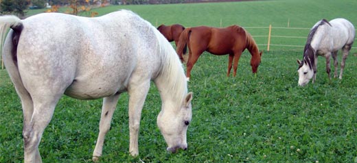 Nuba Arabians