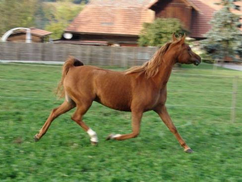 ANATEVKA KOSSACK  - Klicken für Zurück!