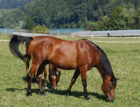 BOGINA NUBA  - Klicken für Zurück!