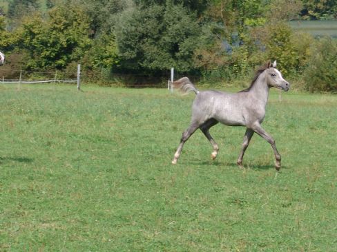 Nuba Nadeed  - Klicken für Zurück!