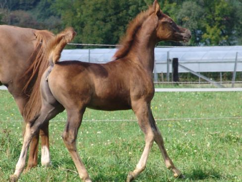 Nuba Amlie  - Klicken für Zurück!