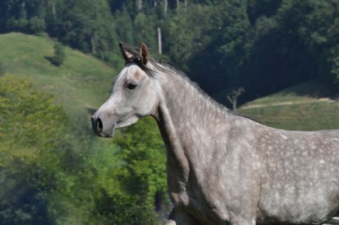 NUREYA NUBA  - Klicken für Zurück!