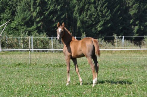 Alya  - Klicken für Zurück!