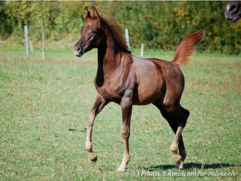 Nuba Amlie  - Klicken für Zurück!