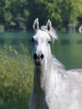 Klicken Sie hier f&uuml;r mehr Verkaufsinformationen!